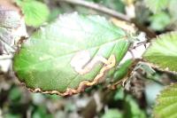 Stigmella aurella