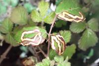 Stigmella aurella