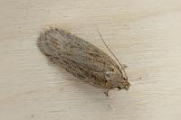 Depressaria daucella