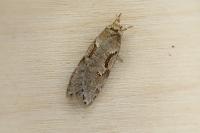 Semioscopis steinkellneriana