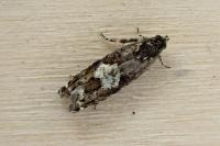 Pammene argyrana