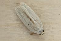 Agonopterix pallorella