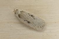 Agonopterix yeatiana