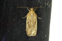 Depressaria