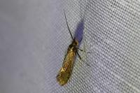 Esperia sulphurella