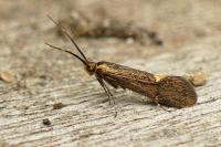 Esperia sulphurella