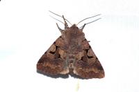 Orthosia gothica