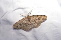 Ectropis crepuscularia