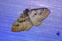 Catarhoe rubidata