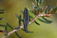 Coleophora pyrrhulipennella