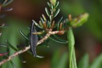 Coleophora pyrrhulipennella
