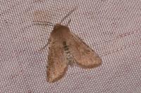 Orthosia cruda