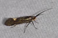 Esperia sulphurella