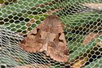 Orthosia gothica