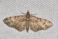 Gymnoscelis rufifasciata
