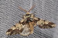 Biston strataria
