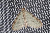 Trichopteryx carpinata