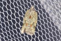 Acleris literana