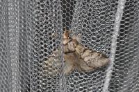 Drymonia ruficornis