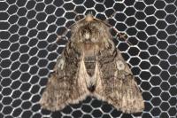 Achlya flavicornis