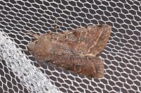 Orthosia incerta