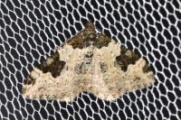 Xanthorhoe fluctuata
