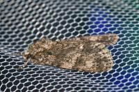 Acronicta rumicis