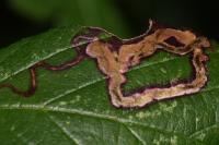 Stigmella aurella