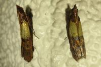 Plodia interpunctella
