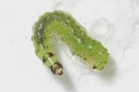 Patania ruralis