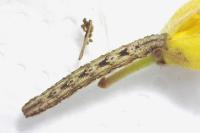 Scotopteryx peribolata