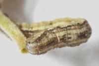 Scotopteryx peribolata