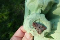 Orthosia gothica