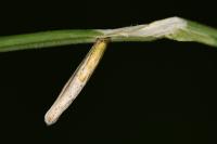Coleophora solitariella