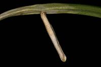 Coleophora solitariella