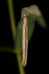 Coleophora solitariella