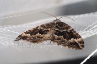 Lampropteryx suffumata