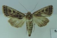 Tholera decimalis