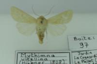 Mythimna vitellina