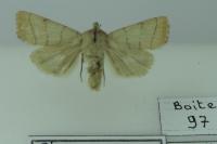 Charanyca trigrammica