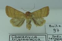 Charanyca trigrammica