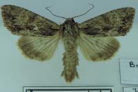 Apamea monoglypha