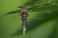 Coleophora ochripennella