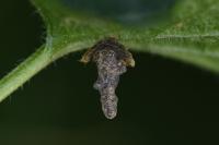 Coleophora ochripennella