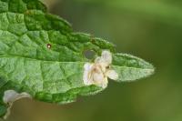 Coleophora ochripennella