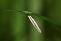 Coleophora solitariella