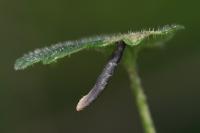 Coleophora albitarsella