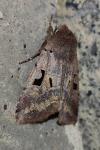 Orthosia gothica