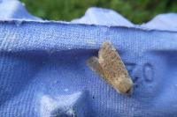Orthosia cruda