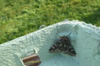 Lycia hirtaria